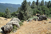 Sierra Mountain Kingsnake Habitat