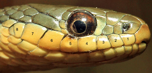 gartersnake