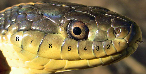 gartersnake