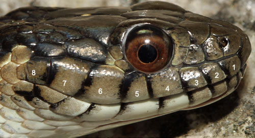 gartersnake