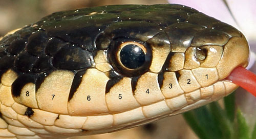 gartersnake