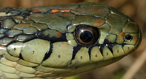 gartersnake