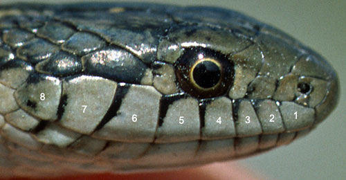 gartersnake