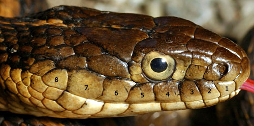 gartersnake