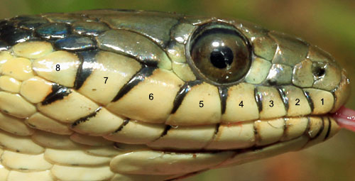 gartersnake