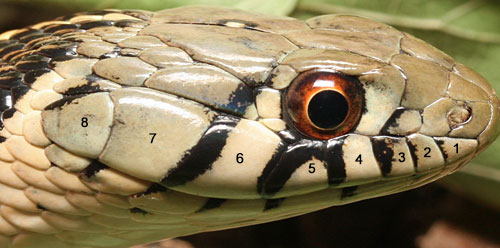 gartersnake