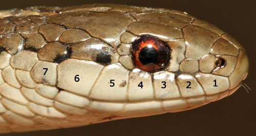 gartersnake