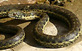 gartersnake