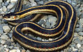 gartersnake