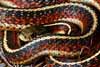 gartersnake