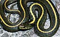 gartersnake