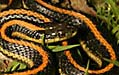 gartersnake