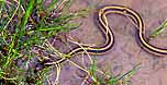 gartersnake