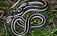 gartersnake