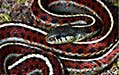 gartersnake