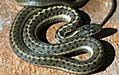 gartersnake