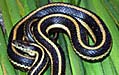 gartersnake