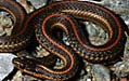 gartersnake