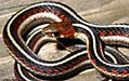 gartersnake