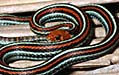 gartersnake