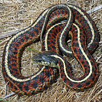 Coast Gartersnake