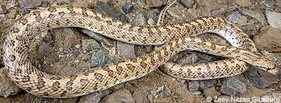 Mohave Glossy Snake