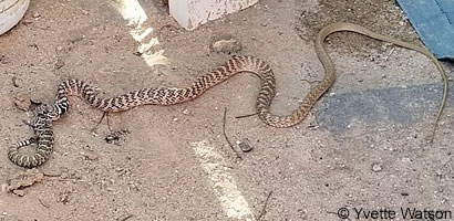 Coast Gartersnake eating a bird