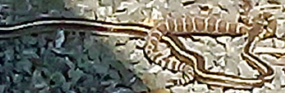 Red Coachwhip eating San Diego Alligator Lizard