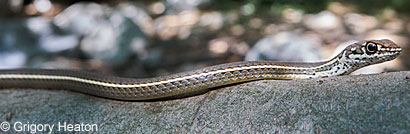 California Striped Racer