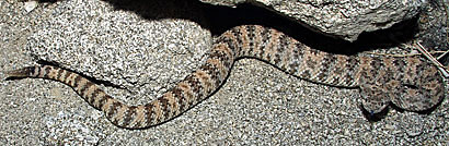 Speckled Rattlesnake