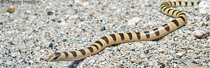 Mohave Shovel-nosed Snake 