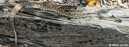 southern pacific rattlesnake