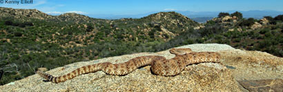 Speckled Rattlesnake