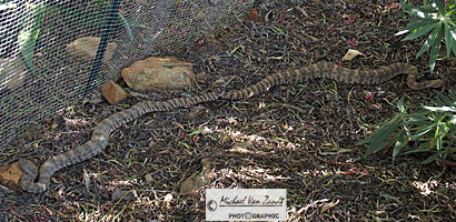 Speckled Rattlesnakes