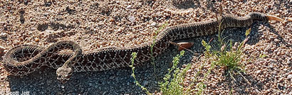 Northern Mohave Rattlesnake   