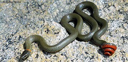 San Bernardino Ring-necked Snake