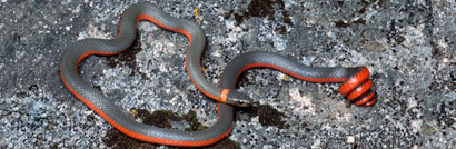 Coral-bellied Ring-necked Snake