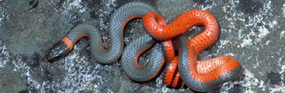 Coral-bellied Ring-necked Snake