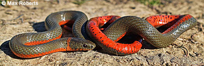 Monterey Ring-necked Snake