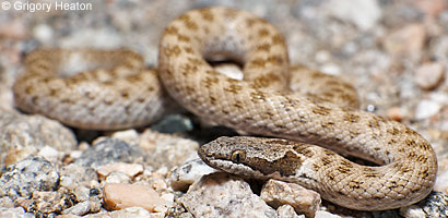 Northern Desert Nightsnake