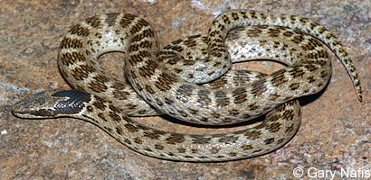 Northern Desert Nightsnake