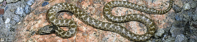 California Nightsnake