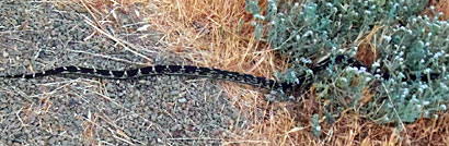 California Kingsnake