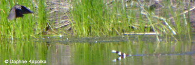 Pacific Gophersnake