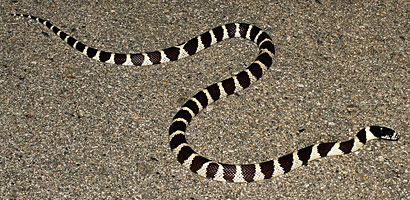 king snake