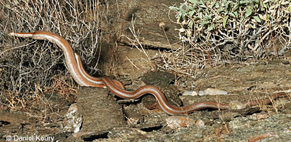 Rosy Boa