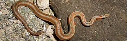 Rosy Boa