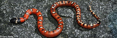 San Diego Mountain Kingsnake   