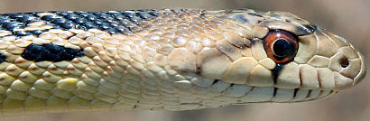 San Diego Gopher Snake