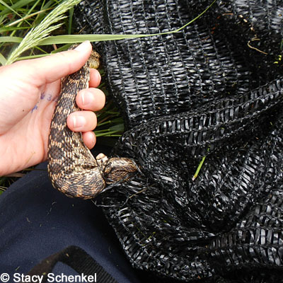 San Diego Gopher Snake